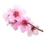 Peach Blossom - Fragrant Oils