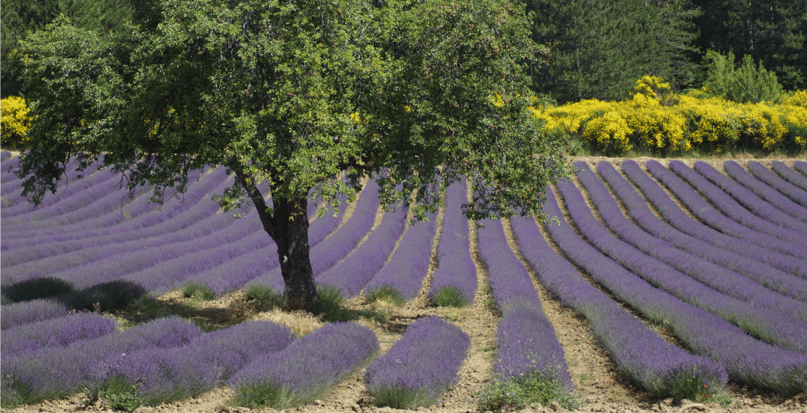 Lavandin Super French Certified Organic Oil