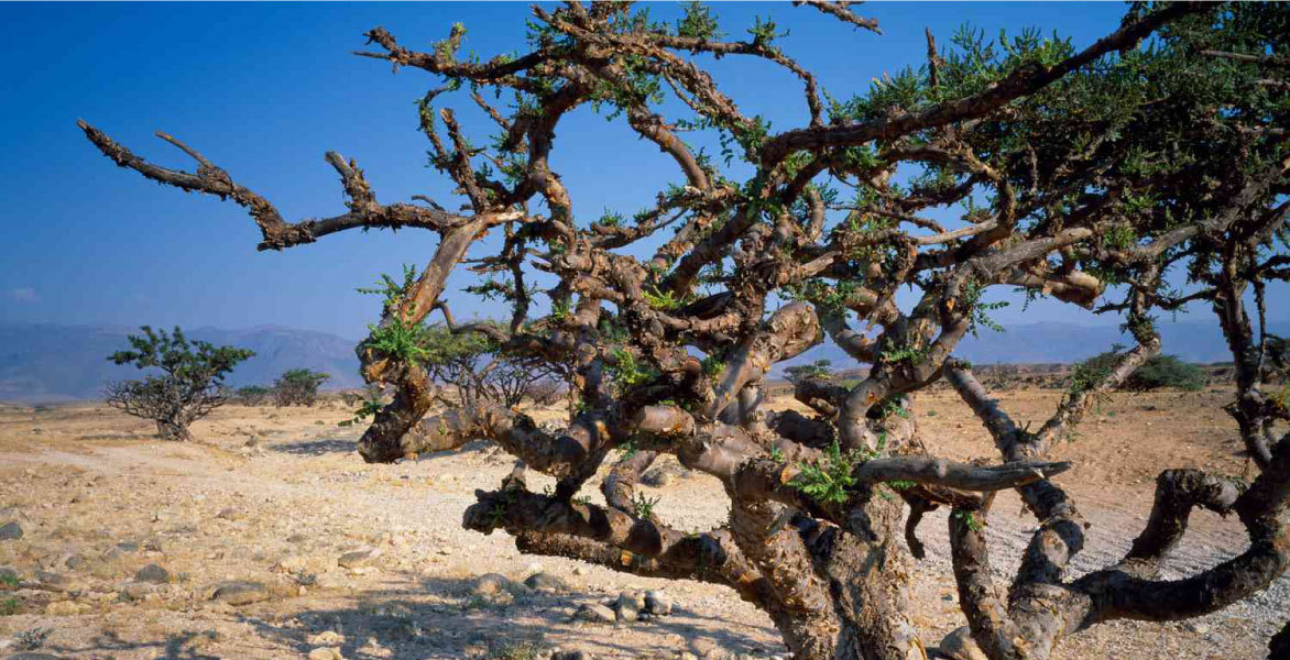 Frankincense Olibanum (Carterii) Essential Oil